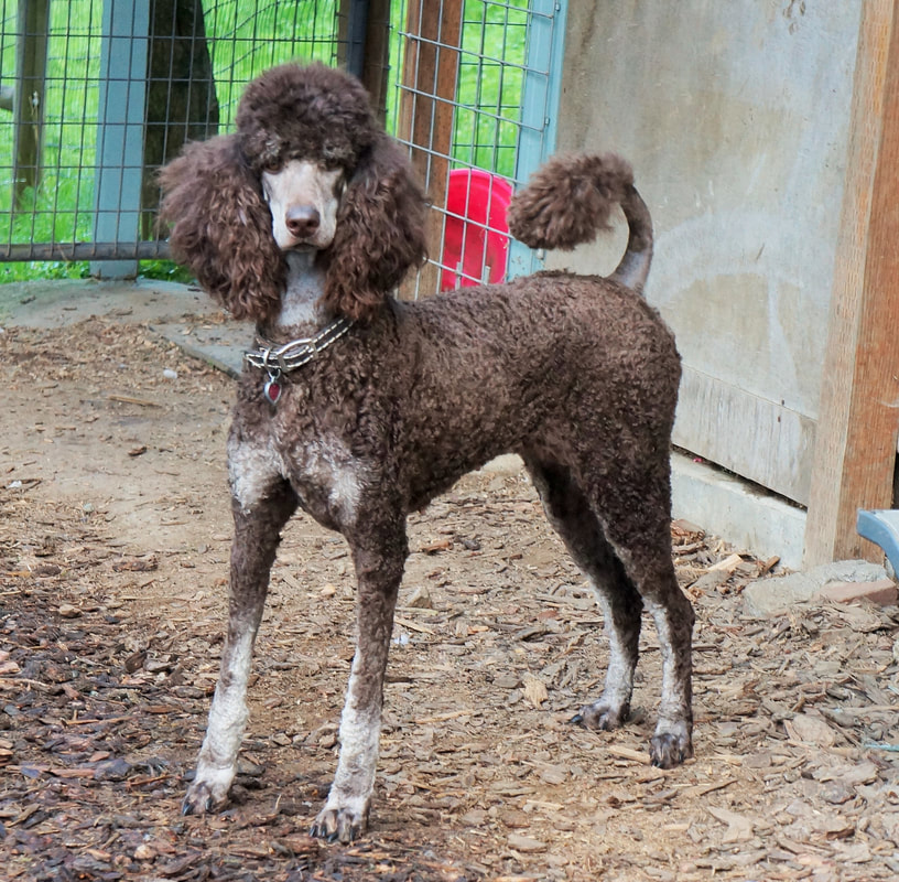 Cocoa - Ariant Standard Poodles